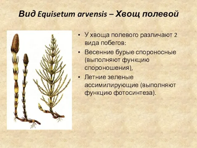 Вид Equisetum arvensis – Хвощ полевой У хвоща полевого различают