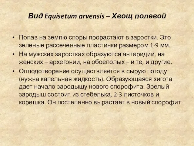 Вид Equisetum arvensis – Хвощ полевой Попав на землю споры