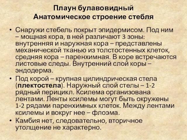 Плаун булавовидный Анатомическое строение стебля Снаружи стебель покрыт эпидермисом. Под