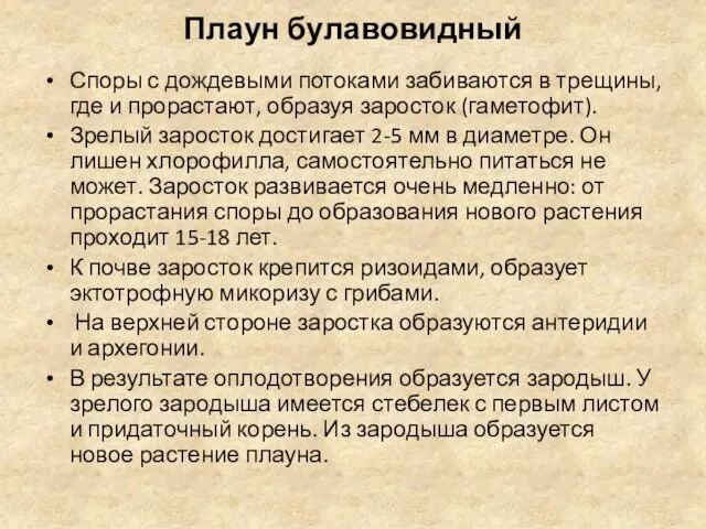 Плаун булавовидный Споры с дождевыми потоками забиваются в трещины, где