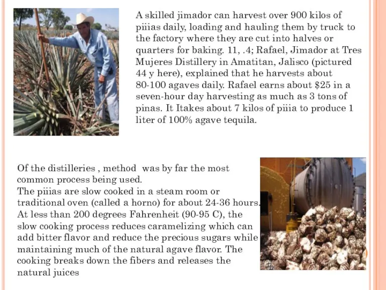 A skilled jimador can harvest over 900 kilos of piiias daily, loading and