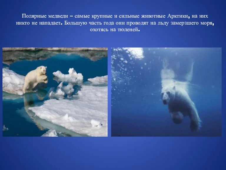 Полярные медведи – самые крупные и сильные животные Арктики, на них никто не