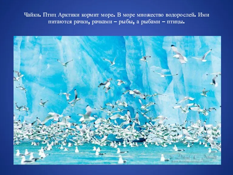 Чайки. Птиц Арктики кормит море. В море множество водорослей. Ими питаются рачки, рачками
