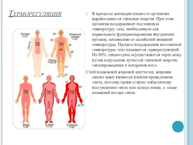 Терморегуляция В процессе жизнедеятельности организма вырабатывается тепловая энергия. При этом