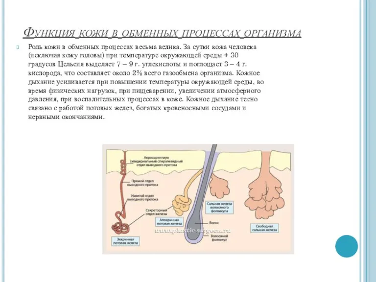 Функция кожи в обменных процессах организма Роль кожи в обменных