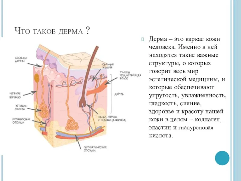 Что такое дерма ? Дерма – это каркас кожи человека.