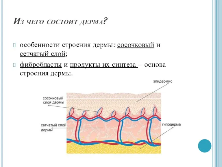 Из чего состоит дерма? особенности строения дермы: сосочковый и сетчатый