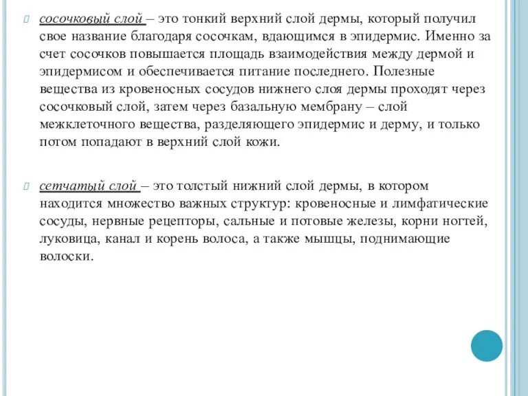 сосочковый слой – это тонкий верхний слой дермы, который получил