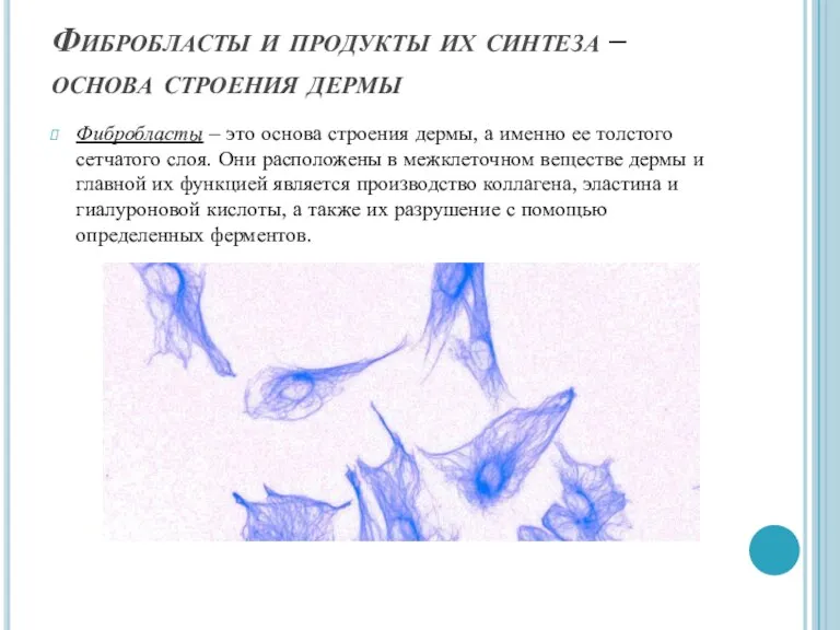 Фибробласты и продукты их синтеза – основа строения дермы Фибробласты