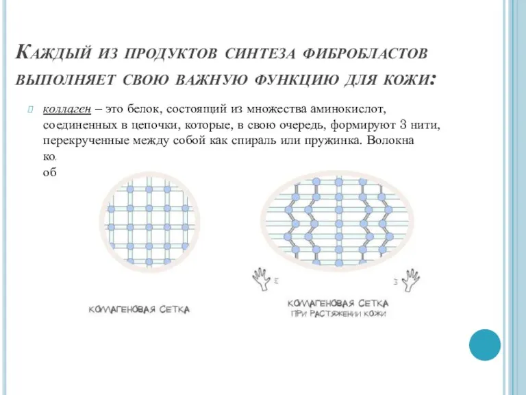 Каждый из продуктов синтеза фибробластов выполняет свою важную функцию для