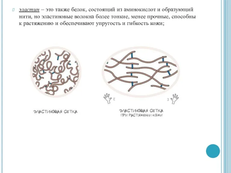 эластин – это также белок, состоящий из аминокислот и образующий