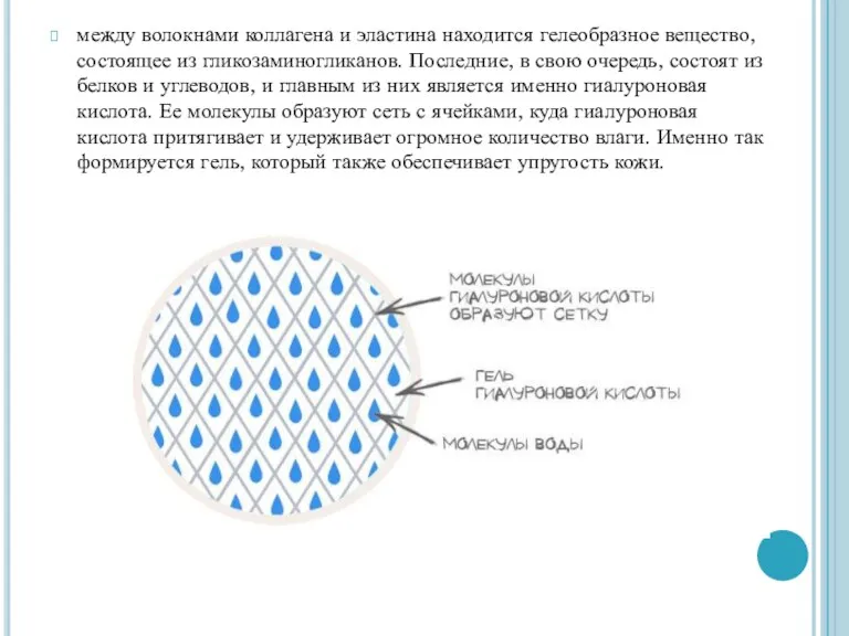 между волокнами коллагена и эластина находится гелеобразное вещество, состоящее из