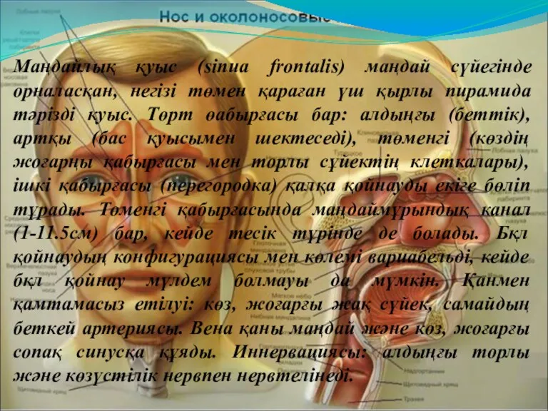 Маңдайлық қуыс (sinua frontalis) маңдай сүйегінде орналасқан, негізі төмен қараған