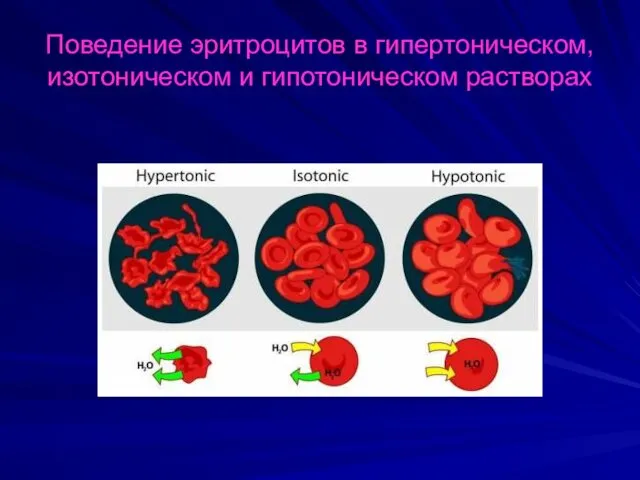 Поведение эритроцитов в гипертоническом, изотоническом и гипотоническом растворах