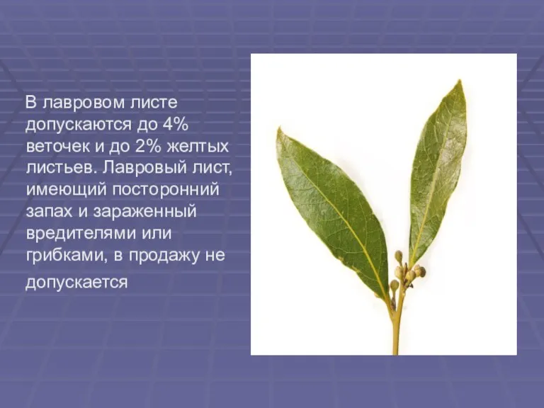 В лавровом листе допускаются до 4% веточек и до 2% желтых листьев. Лавровый