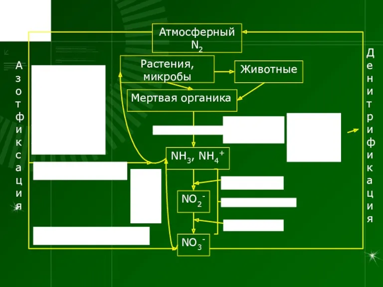 Атмосферный N2 NO3- NO2- NH3, NH4+ Растения, микробы Животные Мертвая