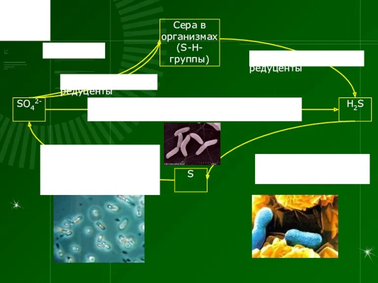 SO42- H2S Сера в организмах (S-H-группы) S Анаэробные сульфатредуцирующие бактерии