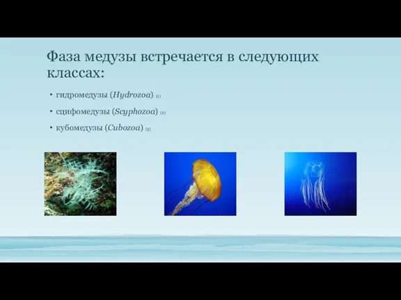Фаза медузы встречается в следующих классах: гидромедузы (Hydrozoa) (1) сцифомедузы (Scyphozoa) (2) кубомедузы (Cubozoa) (3)