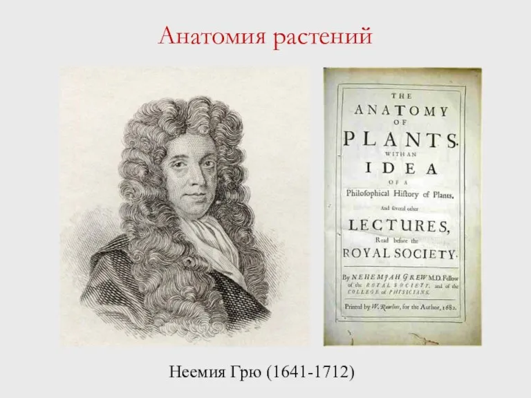 Анатомия растений Неемия Грю (1641-1712)
