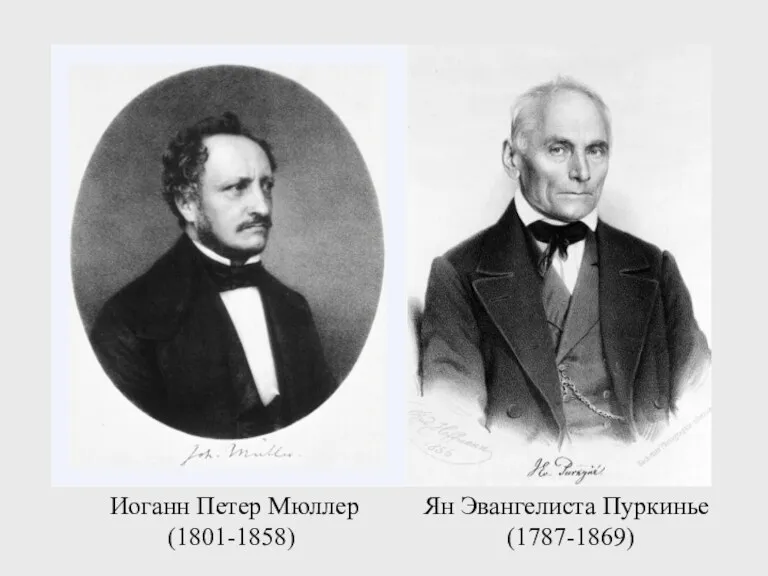 Ян Эвангелиста Пуркинье (1787-1869) Иоганн Петер Мюллер (1801-1858)