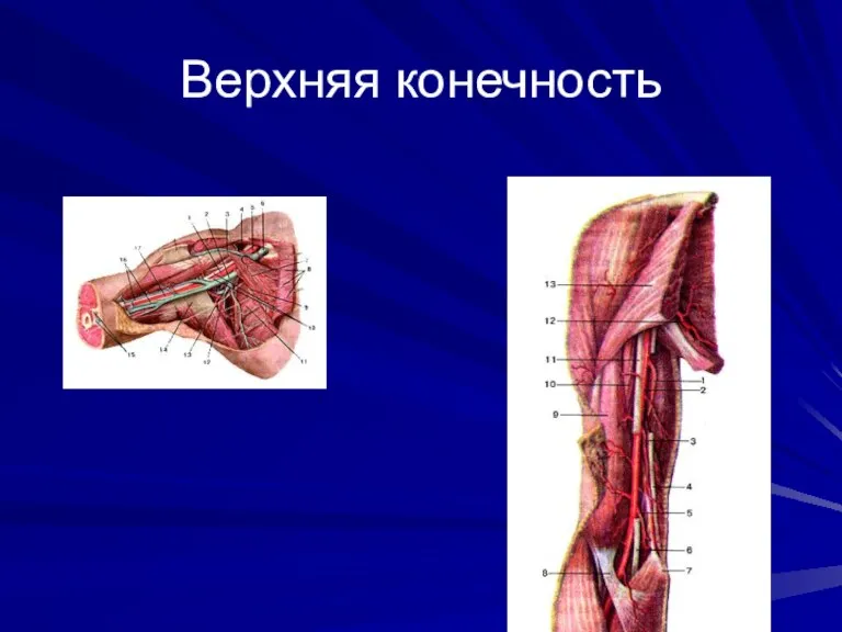 Верхняя конечность