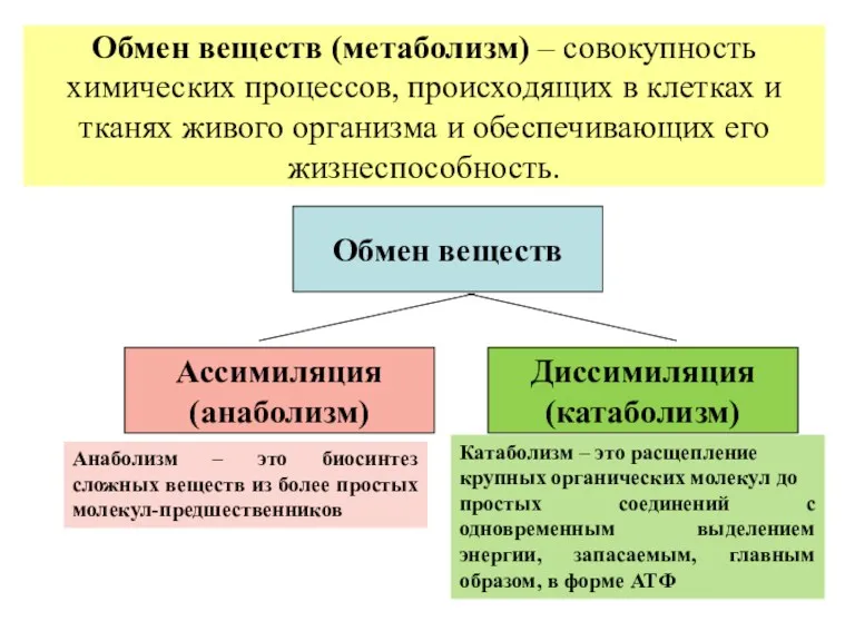 Обмен веществ (метаболизм) – совокупность химических процессов, происходящих в клетках