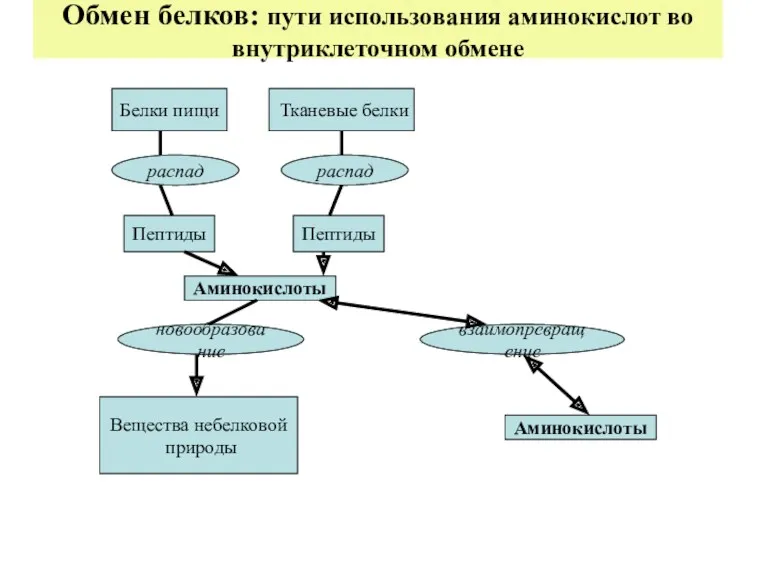 Обмен белков: пути использования аминокислот во внутриклеточном обмене Белки пищи