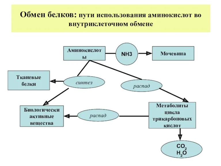 Обмен белков: пути использования аминокислот во внутриклеточном обмене Аминокислоты Мочевина