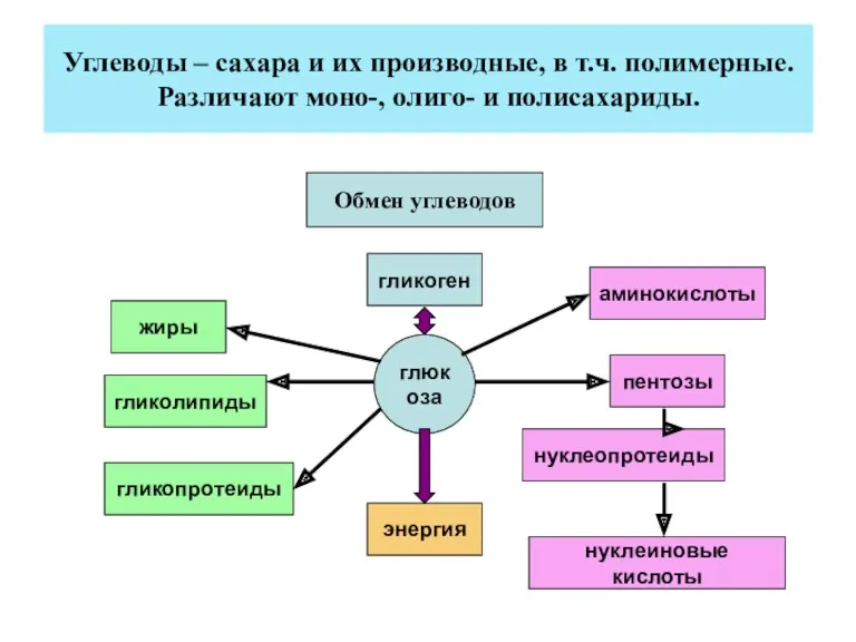 Углеводы – сахара и их производные, в т.ч. полимерные. Различают