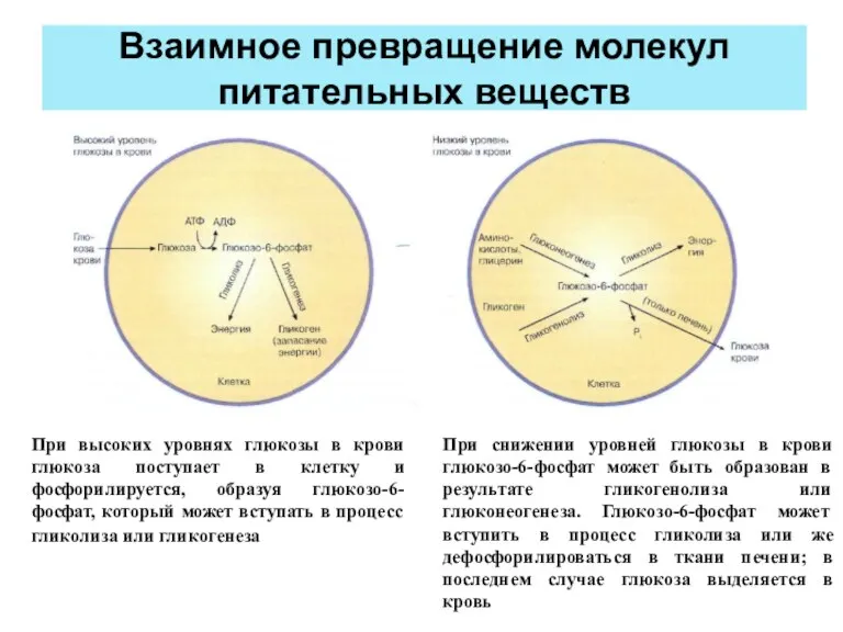 Взаимное превращение молекул питательных веществ При высоких уровнях глюкозы в