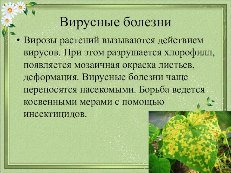 Вирусные болезни Вирозы растений вызываются действием вирусов. При этом разрушается