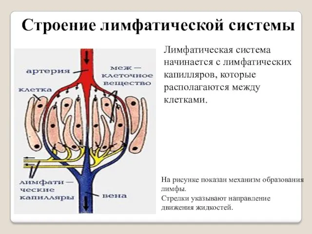 Строение лимфатической системы Лимфатическая система начинается с лимфатических капилляров, которые