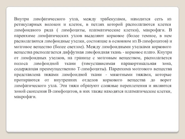 Внутри лимфатического узла, между трабекулами, находится сеть из ретикулярных волокон