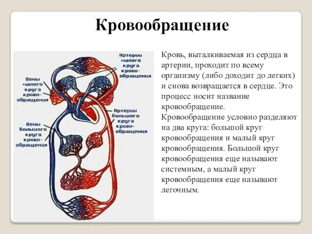 Кровообращение Кровь, выталкиваемая из сердца в артерии, проходит по всему