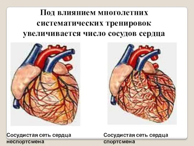 Под влиянием многолетних систематических тренировок увеличивается число сосудов сердца Сосудистая