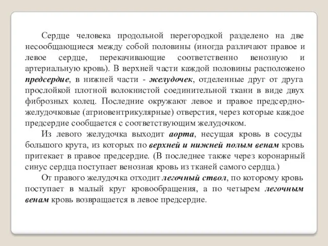 Сердце человека продольной перегородкой разделено на две несообщающиеся между собой