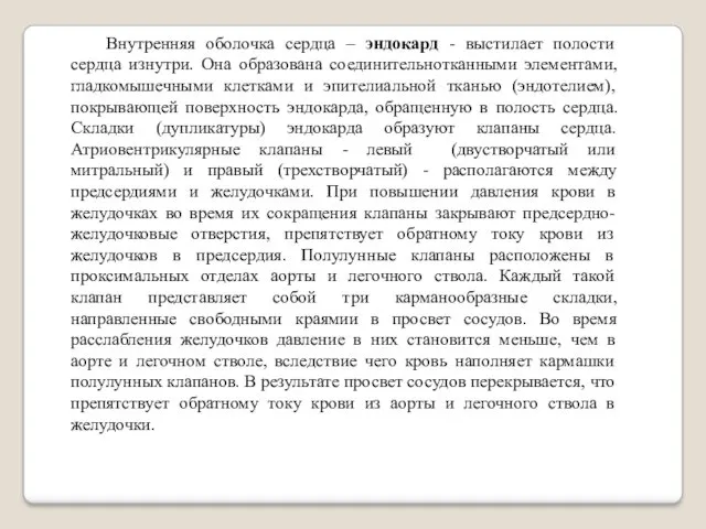 Внутренняя оболочка сердца – эндокард - выстилает полости сердца изнутри.