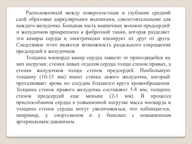 Расположенный между поверхностным и глубоким средний слой образован циркулярными волокнами,