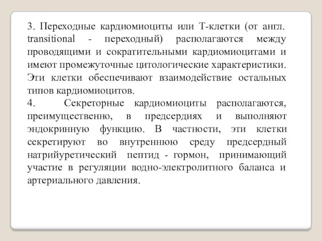 3. Переходные кардиомиоциты или Т-клетки (от англ. transitional - переходный)