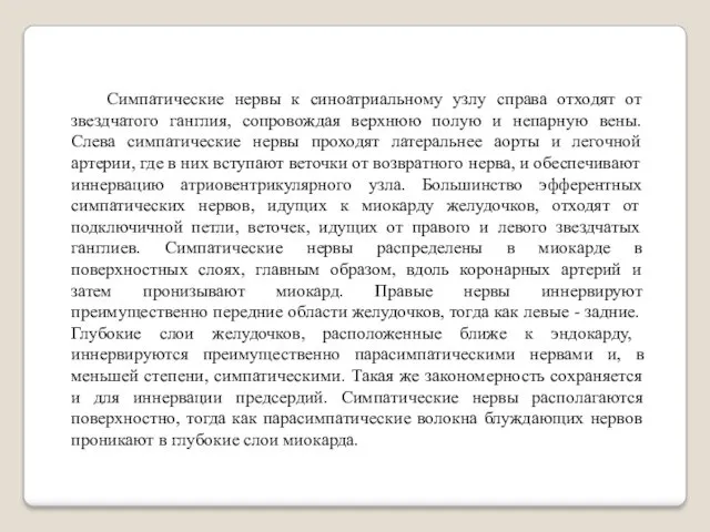 Симпатические нервы к синоатриальному узлу справа отходят от звездчатого ганглия,