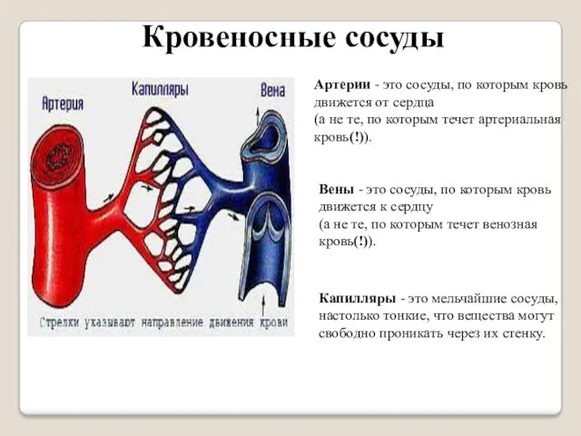 Кровеносные сосуды Артерии - это сосуды, по которым кровь движется