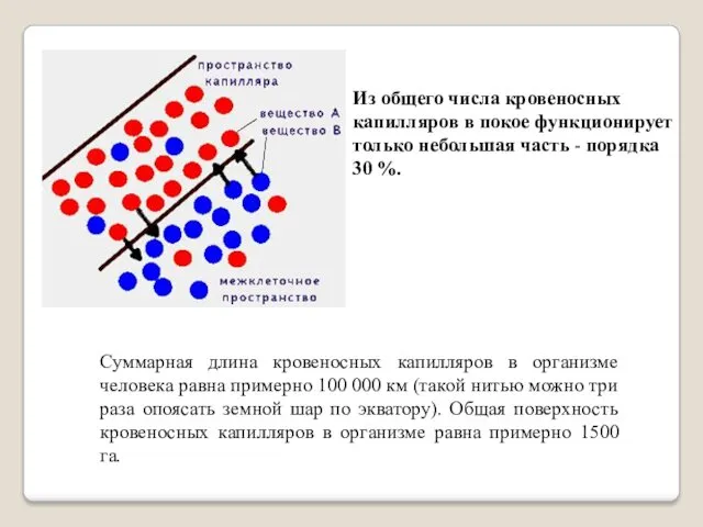 Суммарная длина кровеносных капилляров в организме человека равна примерно 100