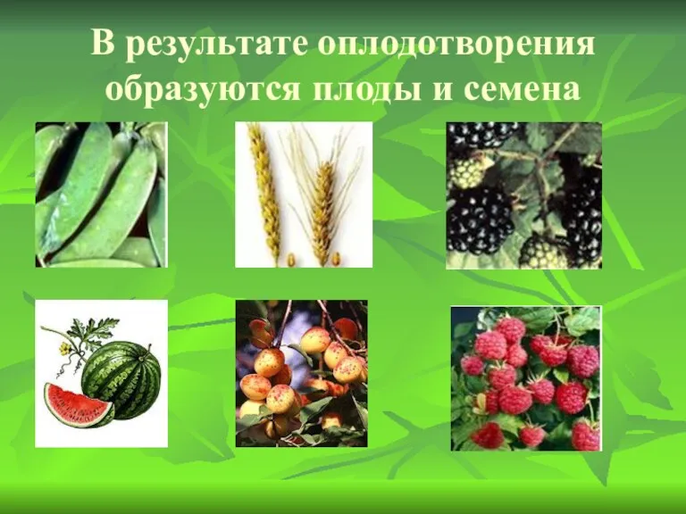 В результате оплодотворения образуются плоды и семена