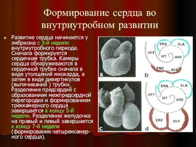 Формирование сердца во внутриутробном развитии Развитие сердца начинается у эмбриона