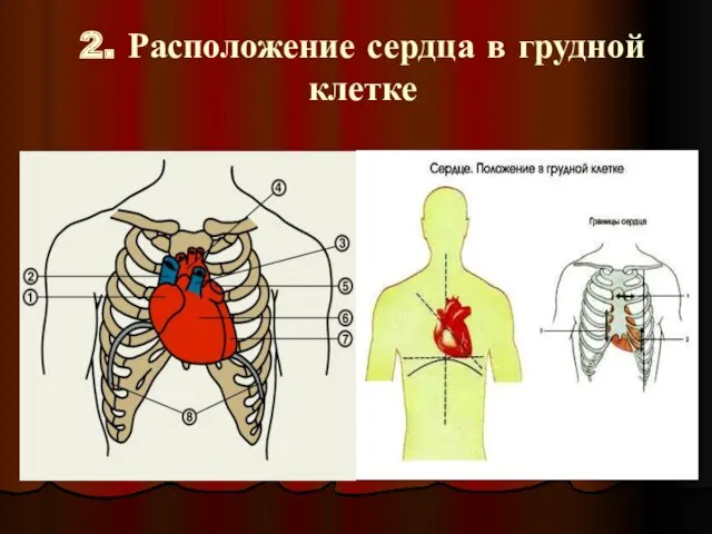 2. Расположение сердца в грудной клетке