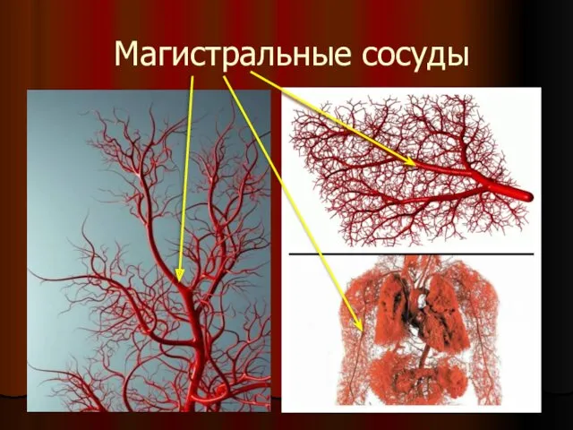 Магистральные сосуды