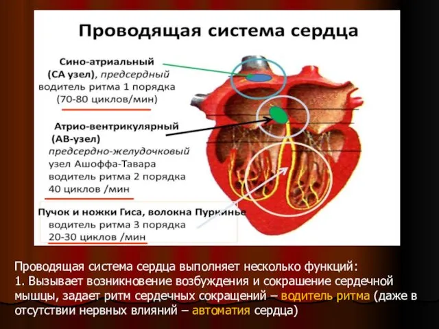 Проводящая система сердца выполняет несколько функций: 1. Вызывает возникновение возбуждения