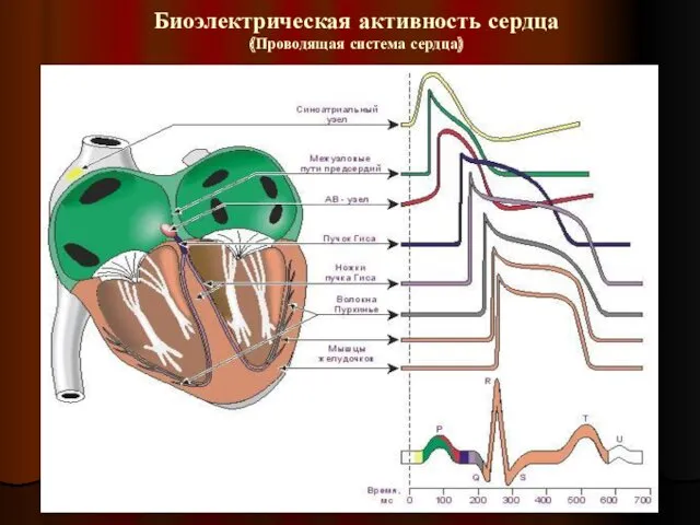 Биоэлектрическая активность сердца (Проводящая система сердца)