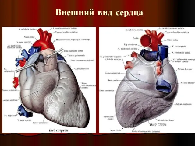 Внешний вид сердца