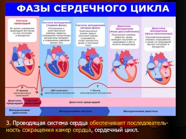 3. Проводящая система сердца обеспечивает последователь-ность сокращения камер сердца, сердечный цикл.